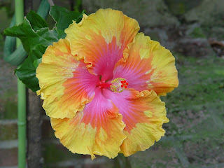 hibiscus