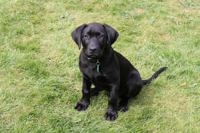 Black Lab Puppy