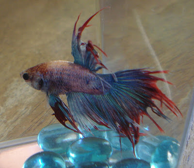 betta