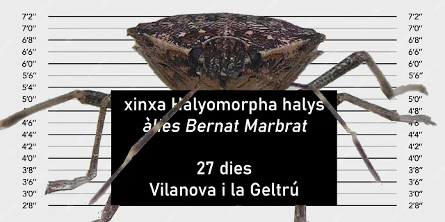 Xinxa Bernat Marbrejat trobat a Vilanova i la Geltrú