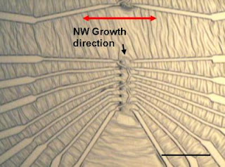 Caption: Nanowire electronics: Optical image shows metal electrodes attached to zinc oxide nanowires using the NIST technique. Dark spots near the center are the gold pads that start nanowire growth; red arrow shows direction of growth. Scale bar is 50 micrometers long. Credit: NIST. Usage Restrictions: None