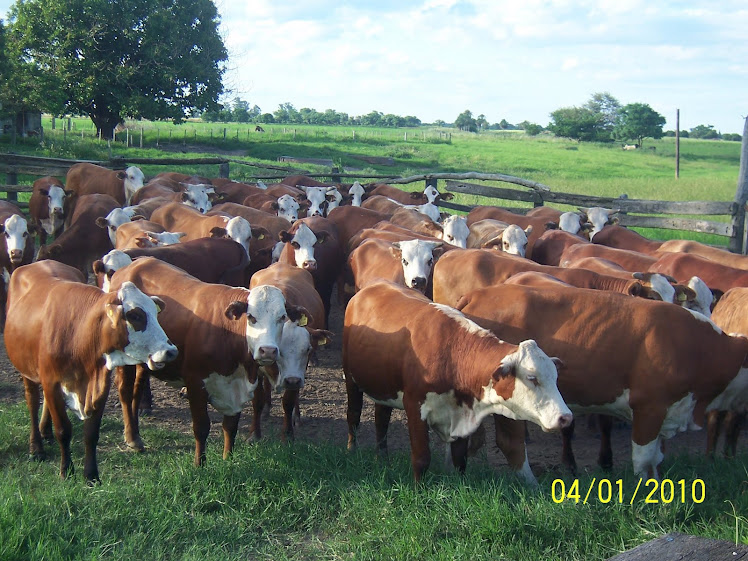 ASESORAMIENTO AGROGANADERO