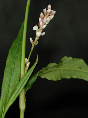 Polygonum acuminatum