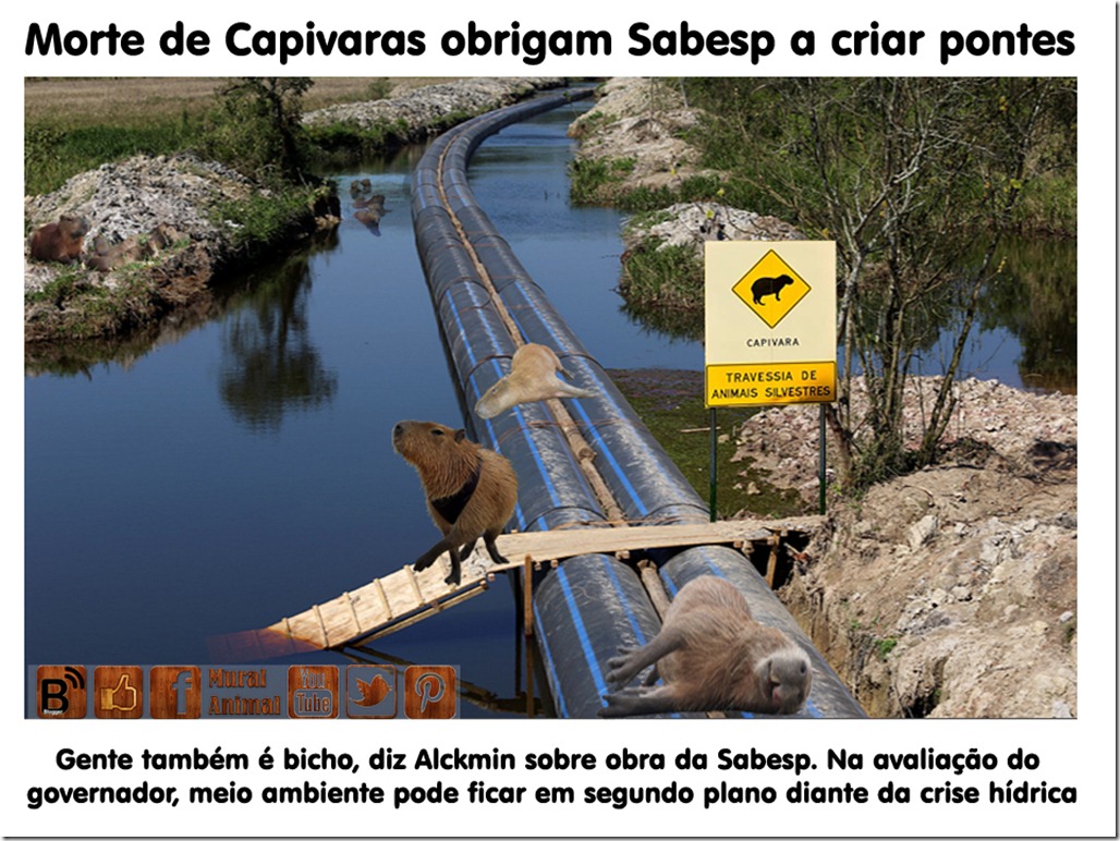 capivaras-mortes-pontes