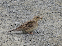 Skylark