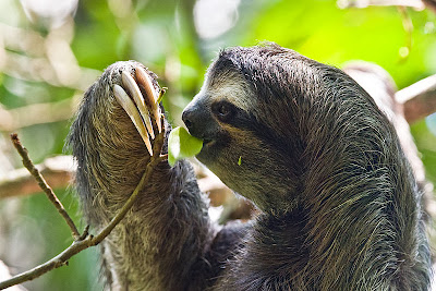 Three-toed Sloth,Sloth