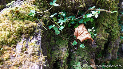 Tadapani to Bhaisi Kharka - rhododendron forest