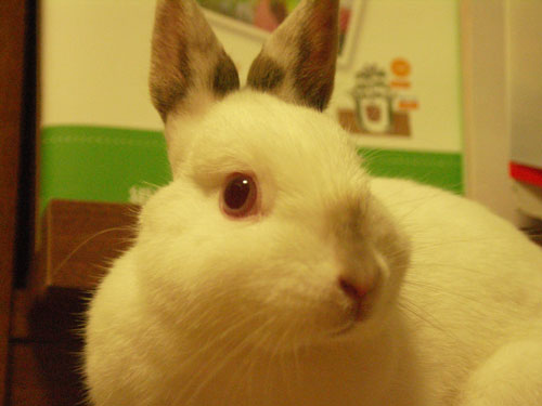 うさぎもち ネザーランドドワーフ ヒマラヤンカラーのうさぎ はげちらかし