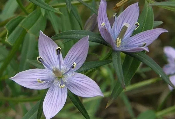 Medicinal Plants Found in Himalayan Region of Nepal