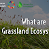 What are Grassland Ecosystems?