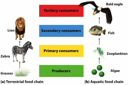 The Lab: Unit 1_ ECOSYSTEMS_FOOD CHAIN