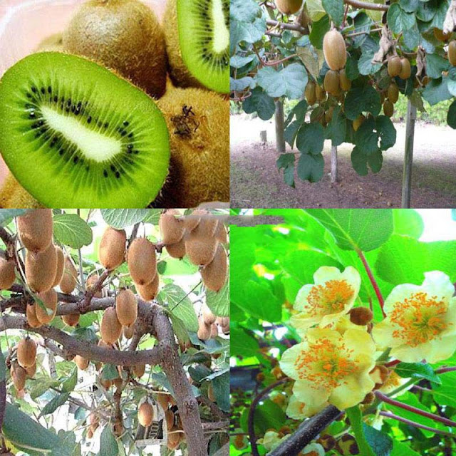 Hạt giống Kiwi