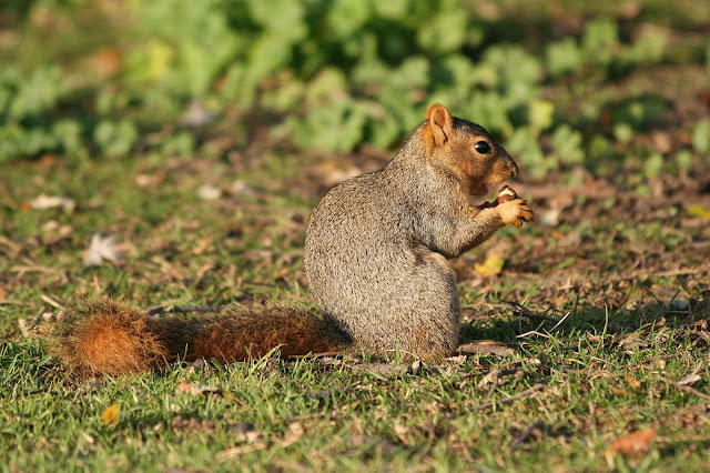 Sciurus،Tree squirrels,سنجابيات,سنجب,سمۆرە،کشتوکاڵ،دەوەن،دەوەن سەردار.ناجح گوڵپی