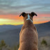 Holistic Pet Care: Nurturing Your Pet's Overall Well-being