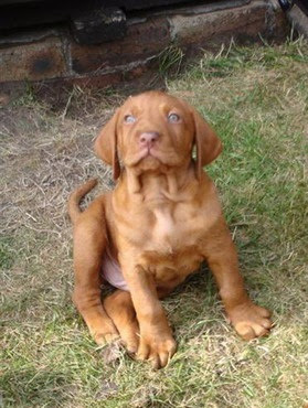 Vizsla Puppies Pictures