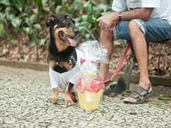 Cãonhecendo 2 (387)