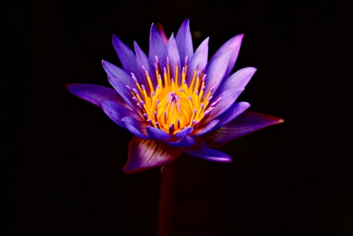 Pink Flower Black Background