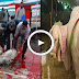 Best Way To Sacrifice Animal On Eid Ul Adha | Sacrificing Goats Or Camel In Islam