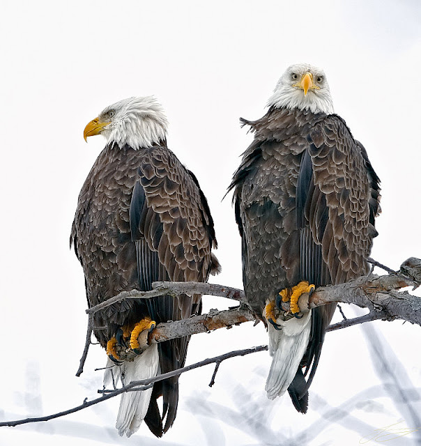 Eagle Birds