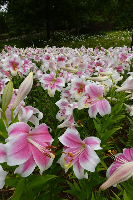 鳥取県西伯郡南部町鶴田 とっとり花回廊