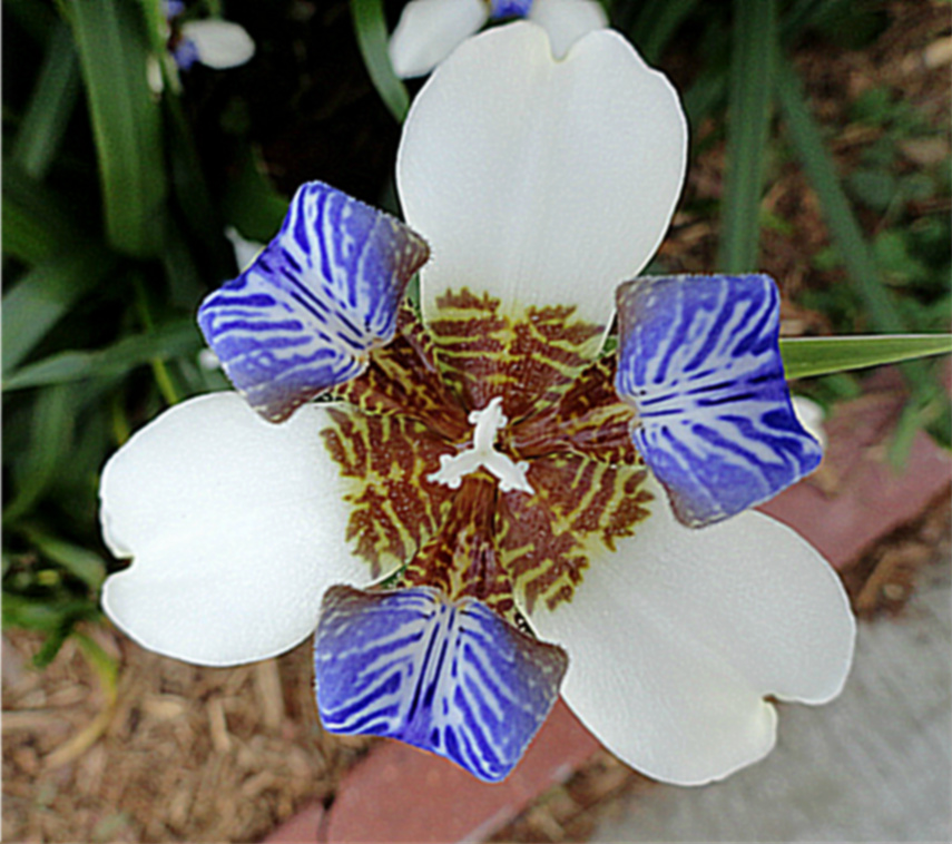 The Iris's that my neighbor gave me are exploding I love flowers but I 