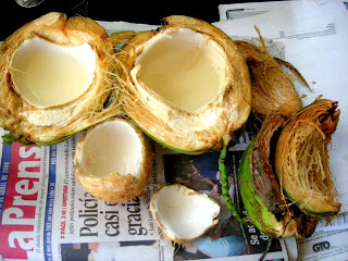 Water coconuts, La Ceiba, Honduras