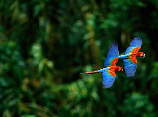 Macaw Parrots Wallpapers