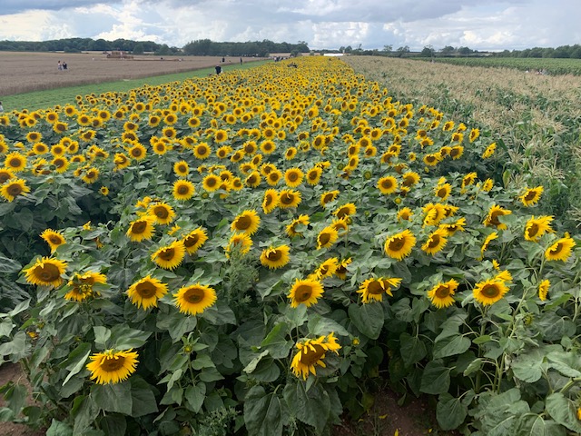 Field of sunflowers