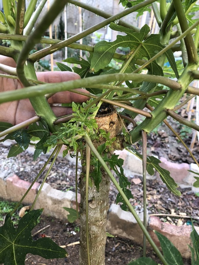 Uncover the key to increasing your yield with Papaya Power! Delve into multi-trunk growth in this video, unlocking your papaya plants' hidden potential.