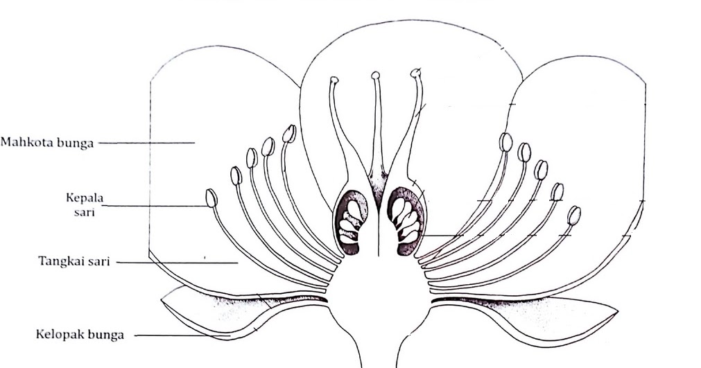 14 Gambar Bunga Beserta Strukturnya  Koleksi Bunga  HD