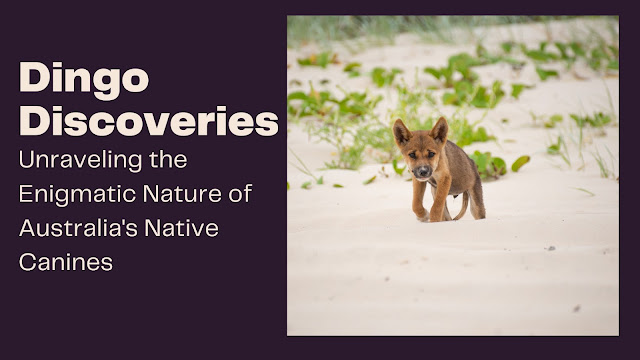 Dingo Discoveries: Unraveling the Enigmatic Nature of Australia's Native Canines