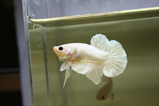 Betta White Gold Plakat - Bênny Bettas