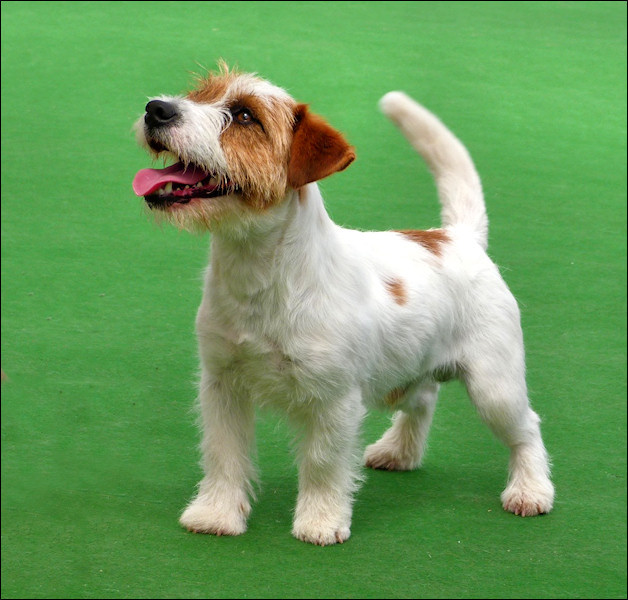 Jack Russell Terrier Australian Dog Lover