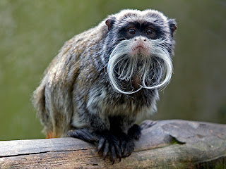 emperor tamarin