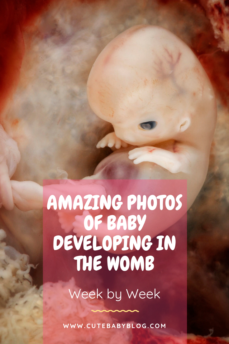 Amazing photos of baby growing in the womb