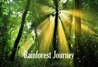 sunlight shining through trees. Used in lessons and Illustration - U5 - Ecosystem - Primary.