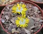 Lithops comptonii care and culture