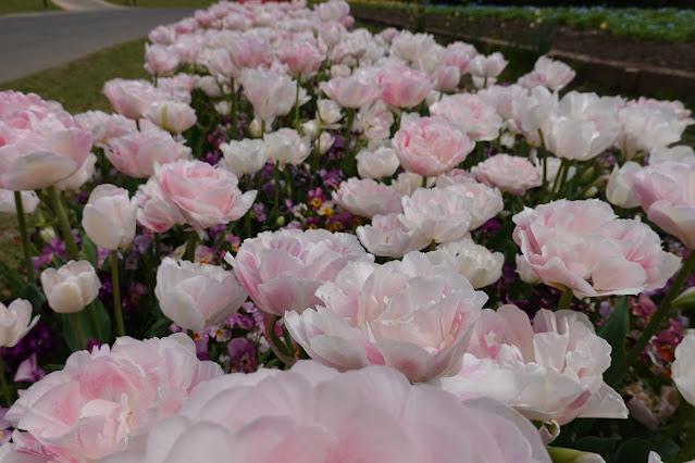 鳥取県西伯郡南部町鶴田 とっとり花回廊 花の丘 八重咲のチューリップ