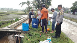  Bhabinkamtibmas Polsek Bukateja Ikuti Pengendalian Hama Wereng di Desa Kedungjati