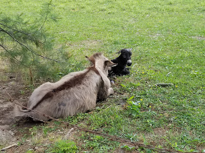 Mother donkey with new born foal