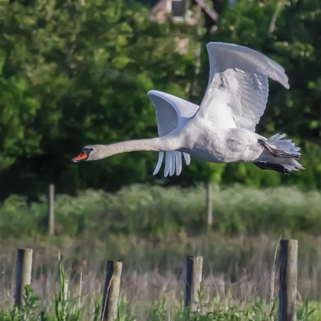 labedz, swan, podlasie, ptak, beauty, piekno, lot, antymiasto, wies,