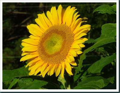 DSCF6941