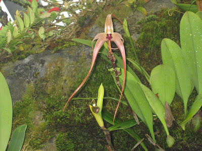 Bulbophyllum echinolabium care and culture