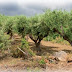 اختبار رقم (1) للوحدة السابعة للصف السادس الابتدائي Quiz No1 for Unit 7 Sixth Grade The Olive trees of Palestine