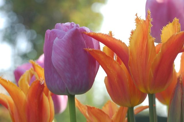 tulpen tuin open tuin