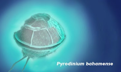 Pyrodinium bahamense dinoflagellates upclose image