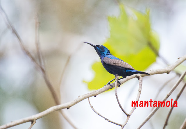 Purple Sunbird (Cinnyris asiaticus)