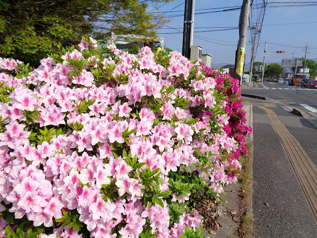 つつじにミツバチ