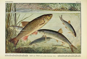 http://phys.org/news/2016-01-fish-ladders-genetic-exchange.html