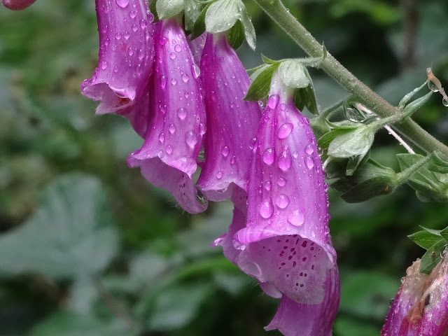 Close up of foxglove flowers and raindrops